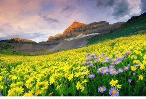 valleyofflower
