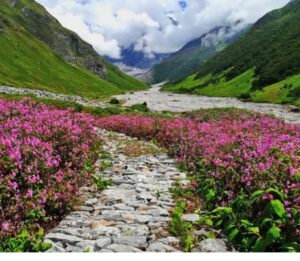 valleyofflower