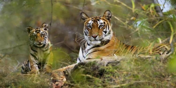 Rajaji National Park