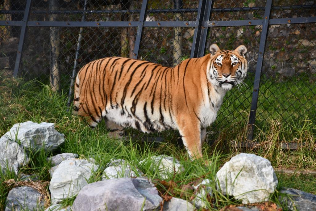 Nainital zoo