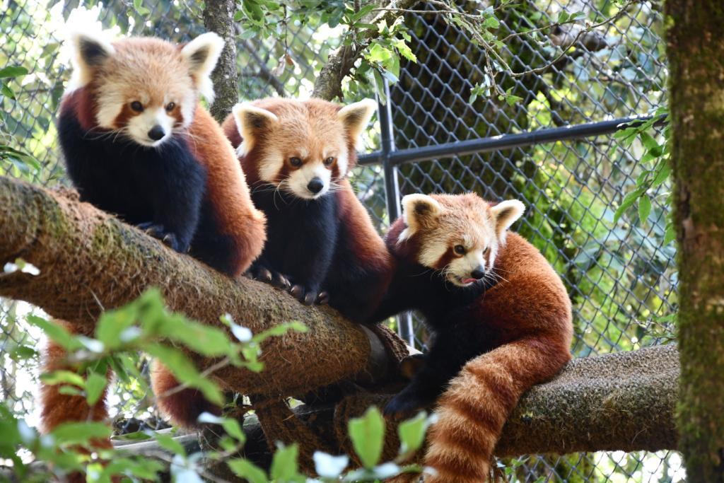 Nainital zoo